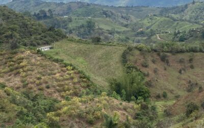 26.9 Acre Hass Avocado Farm Located in El Peñol With Three Structures and 2,500 Avocado Trees