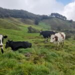 39.53 Acre Productive Milk Farm In Girardota 45 Minutes From El Poblado