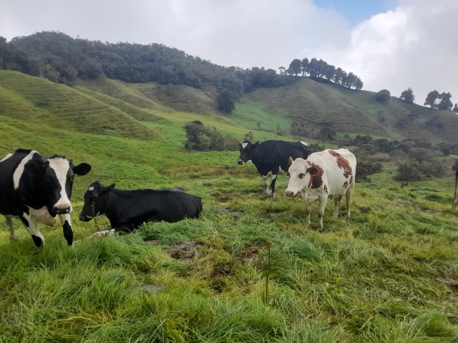 39.53 Acre Productive Milk Farm In Girardota 45 Minutes From El Poblado
